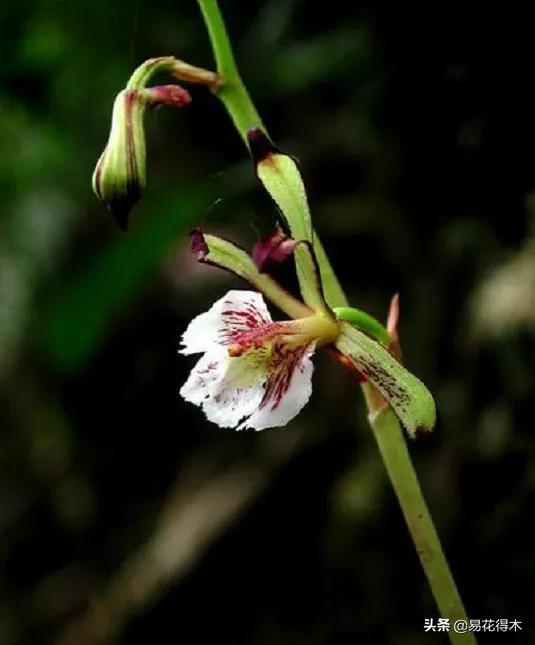 荷瓣兰最好的兰花品种排行,腋唇兰和春兰的区别