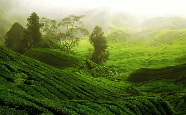 墨脱特产有哪些品种,林芝墨脱石锅有什么特点