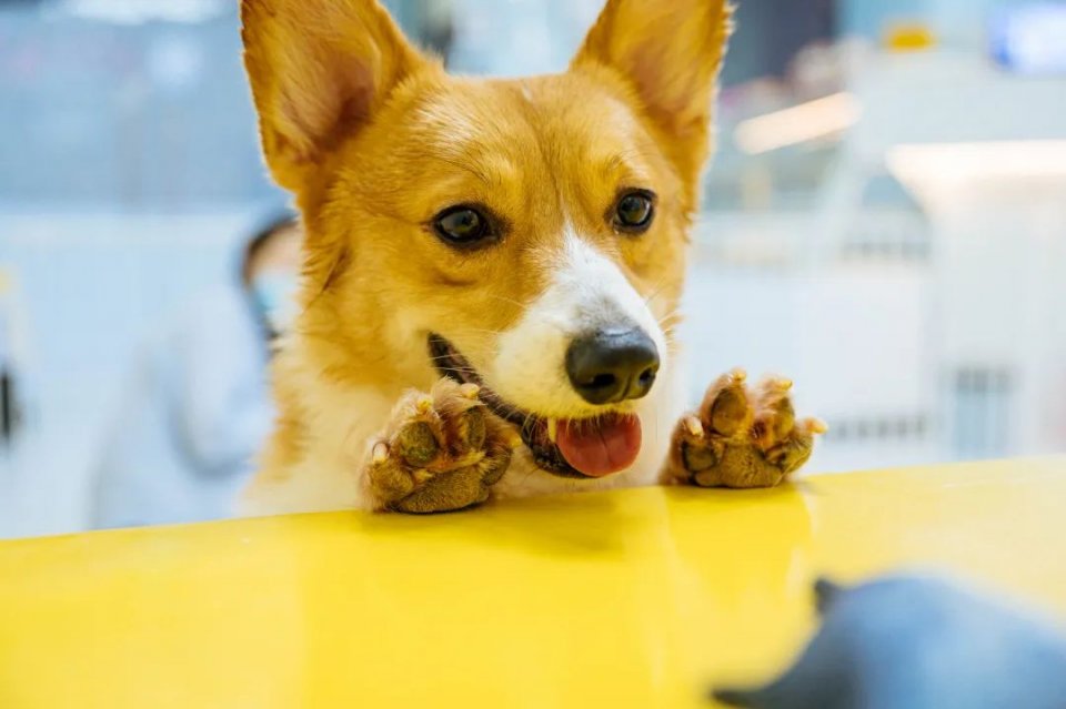 吸屁屁,短腿大耳肉嘟嘟,这家店进去就出不来了…