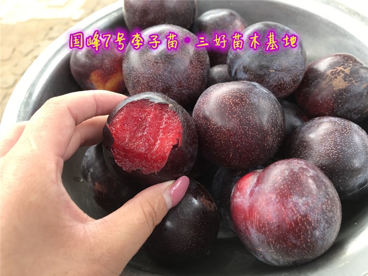 国峰七号李子和国峰十七号的区别,国峰7号李子苗基地