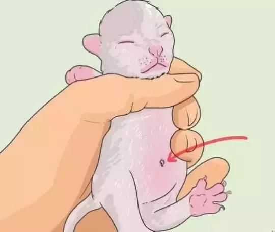 怀孕母猫如何照顾?怀孕期间及生产后的注意事项？