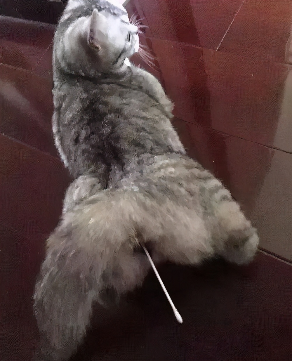 哪些养猫行为让猫痛苦,哪些养猫行为其实让猫承受痛苦