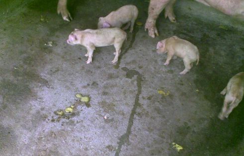 仔猪球虫病与黄白痢粪便区别,仔猪粪便发黑是料大么