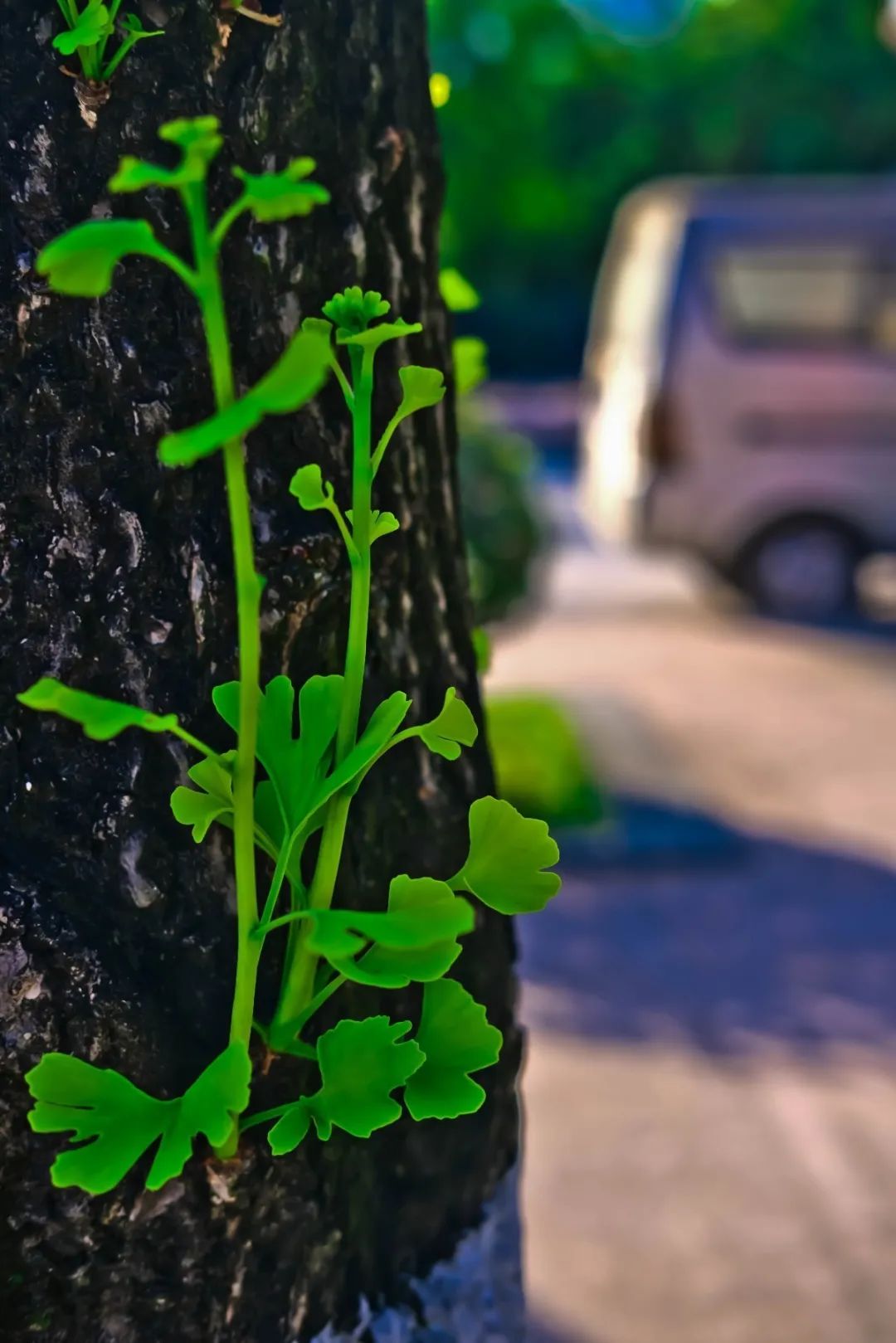 春意盎然的湿地公园,一个风景如画美丽休闲的公园