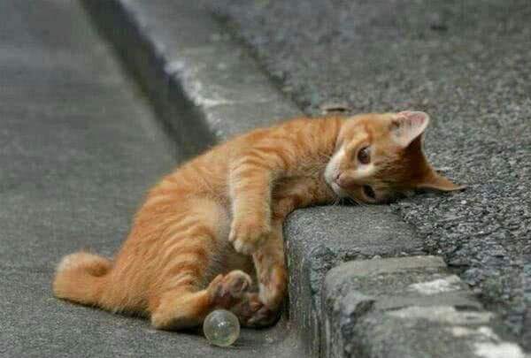 中国从古至今养猫的历史,各个时期猫对比图片