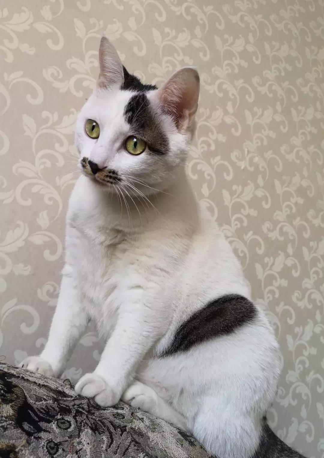 给它们一个家|线上宠物领养日,201903102