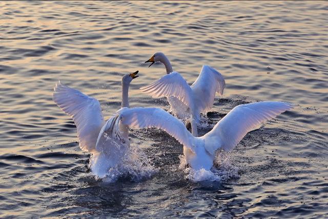 从宿州出发与天鹅相约