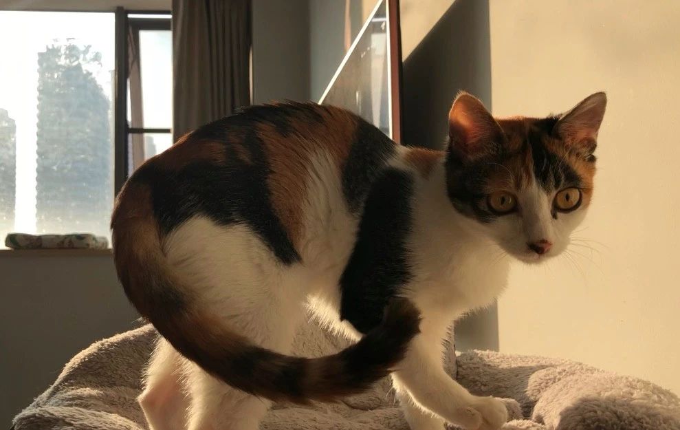 两三个月大的猫咪怎么养,猫咪只有两三个月大该怎么养好