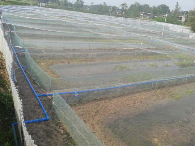 青蛙的养殖技术和方法,青蛙种蛙养殖技术