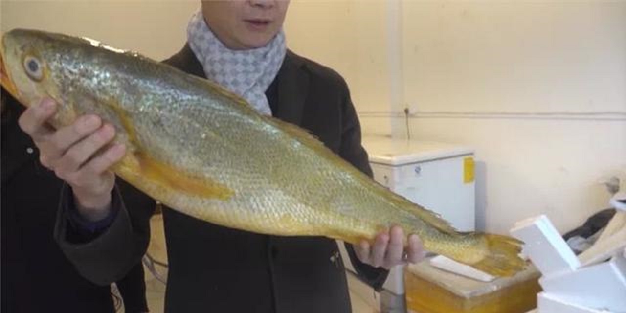 浙江渔民捕获7斤重野大黄鱼,浙江舟山大黄鱼价格