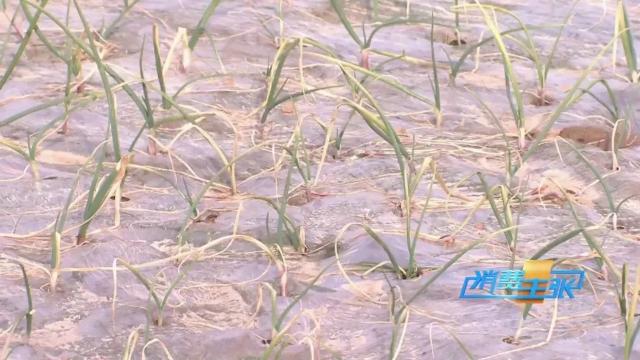 洋葱价格及出口情况,全国各地洋葱产地批发价格