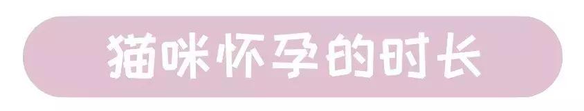 猫咪怀孕准备的东西全套,猫咪怀孕准备要生了有什么症状