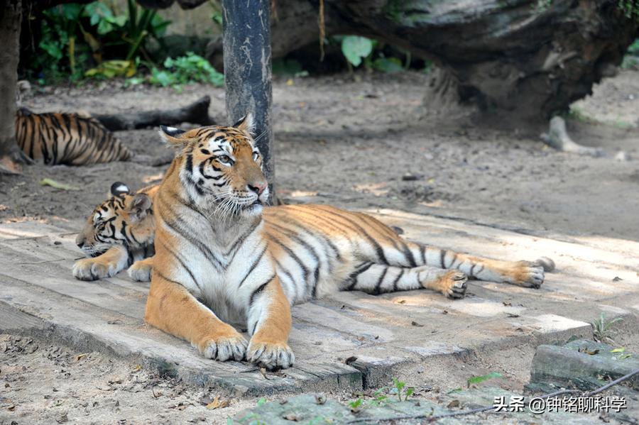 动物园人挑衅狮子,动物园游客挑衅猴子猴子拿石头
