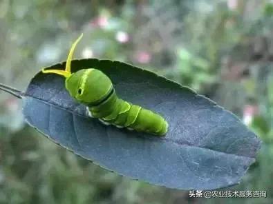 柑橘虫害高清图谱及防治方法,柑橘虫害物理消灭