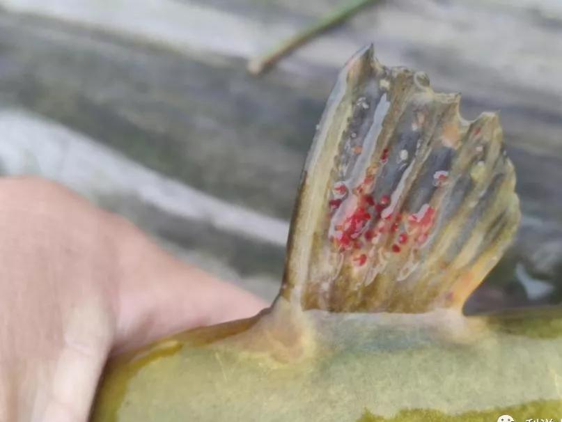 黄骨鱼出血病下什么药,黄骨鱼内脏出血是怎么回事