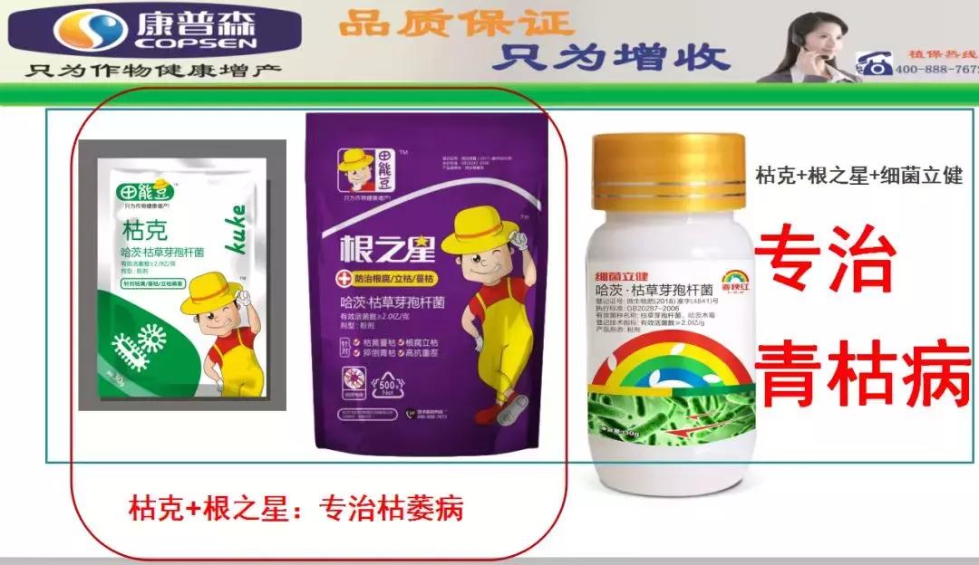 细菌病害最好的药,预防细菌病害用什么药