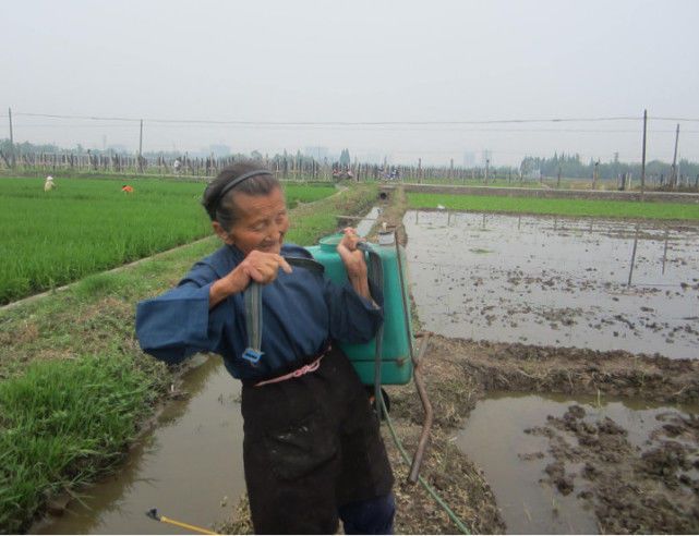 怎样除水稻苗床的地下害虫,防治水稻病虫害用哪些农药
