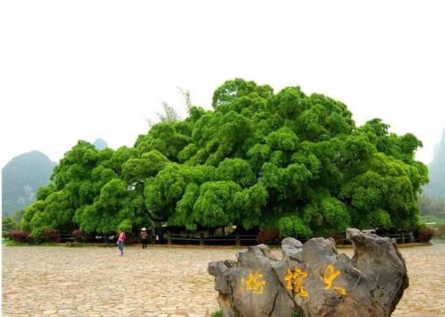 闃虫湐鍗侀噷鐢诲粖娓哥帺鏀荤暐,闃虫湐鍗侀噷鐢诲粖鏃呮父鏀荤暐