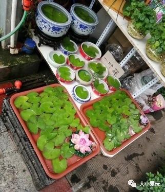 可以逛的花卉市场,值得去看的花卉市场