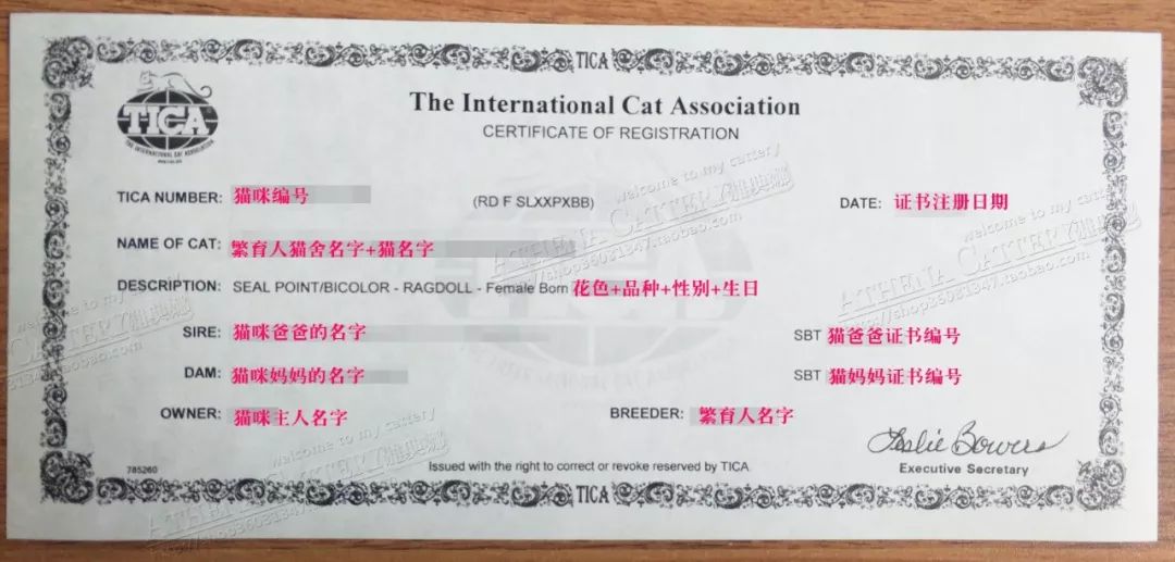 猫咪cfa血统证书含金量高么,猫咪要选有血统证书的吗