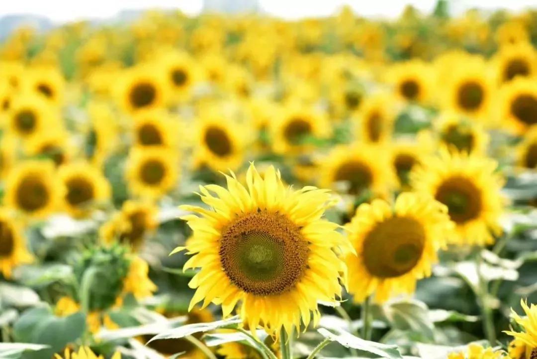 美美美！余杭七大花海组团来袭，遍地繁花好似人间仙境