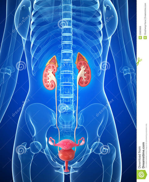 输尿管损伤漏尿的原因有哪些?