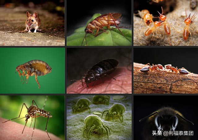 家庭虫害,家庭防治虫害的最佳方法