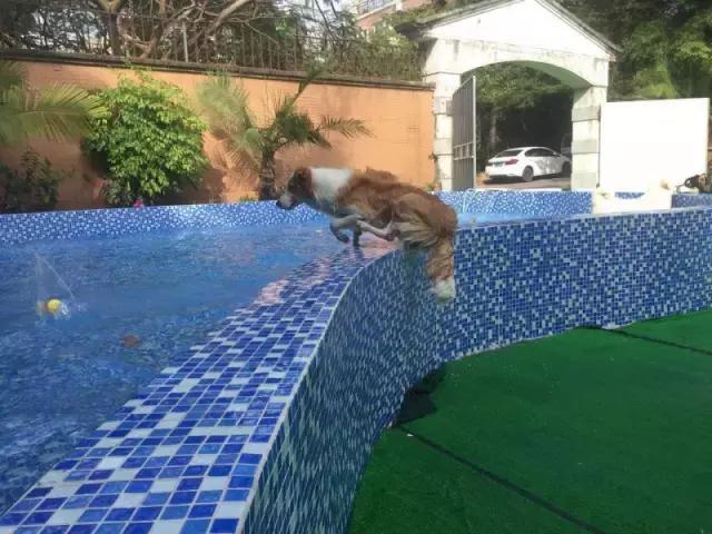 什么地方适合带猫狗玩耍,北京铲屎官可以带狗玩的地方