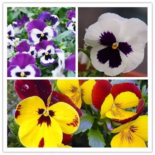 北方喜阴的室内植物花卉有哪些,喜阴耐寒的室外花卉植物有哪些