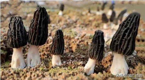 羊肚菌四大菌王,法国野生羊肚菌