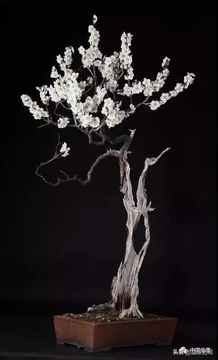 桩景类树种都有哪些,100种常见景观树种