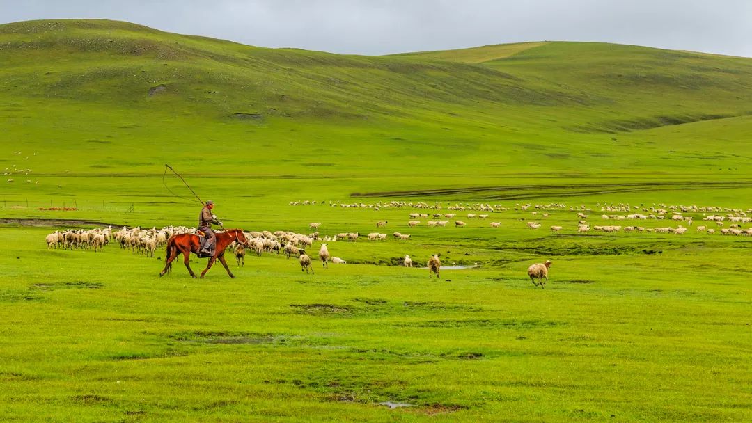 呼伦贝尔感受大自然的美好,呼伦贝尔终生难忘的草原