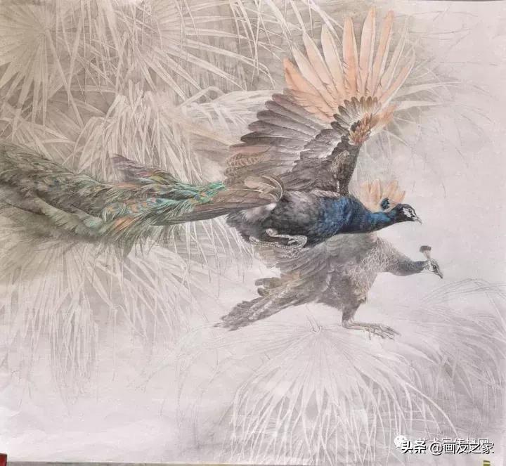 工笔孔雀上色步骤详解,工笔最顶级逼真孔雀画精品