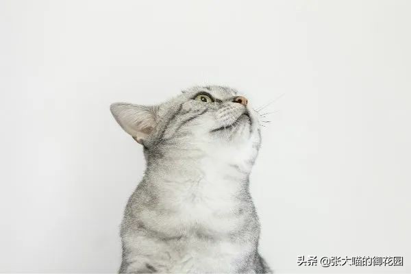 猫咪生过小猫还要绝育吗,为什么不建议猫生一窝再绝育