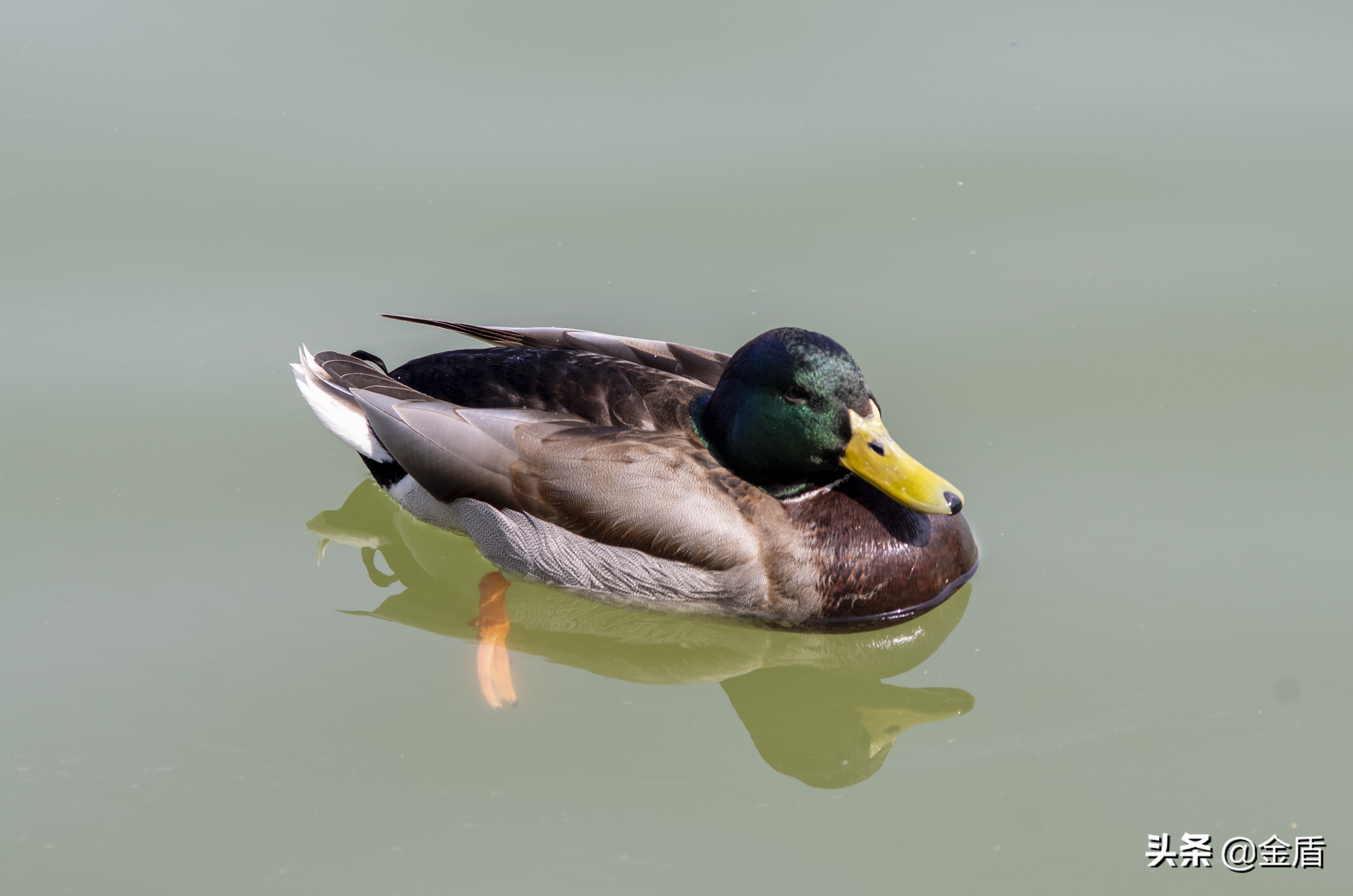 鸭子自由自在的玩耍,鸭子们在雨中嬉戏用英语怎么说