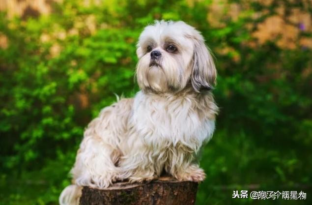 带狗狗散步为什么一直哼唧唧,狗狗散步的时候走得慢怎么回事