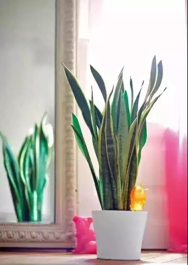 消除新房甲醛的是哪种盆景植物,吸附甲醛最好植物