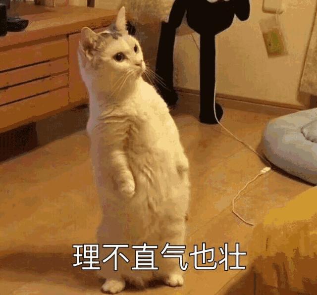 猫咪太聪明严重影响铲屎官脱单啊,猫咪所有的活力都留给了铲屎官