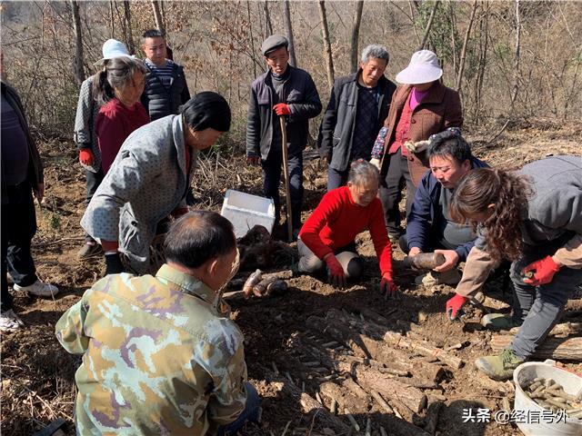 平武县天麻新闻,宁强县2018年天麻丰收