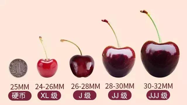 车厘子必备常识,这个季节的车厘子怎么管理