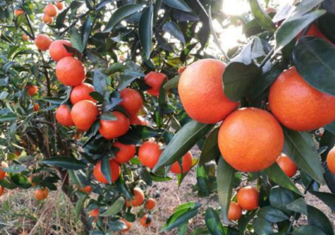 沙糖桔种植后施肥方法,沙糖桔全年的管理技术