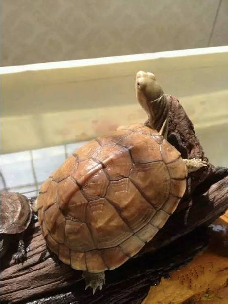 龟友都有自己的态度吗,龟友养龟日常