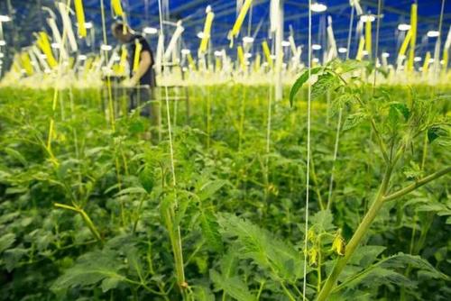 黄瓜吊蔓的详细正确方法及图,黄瓜吊蔓绳用多少股