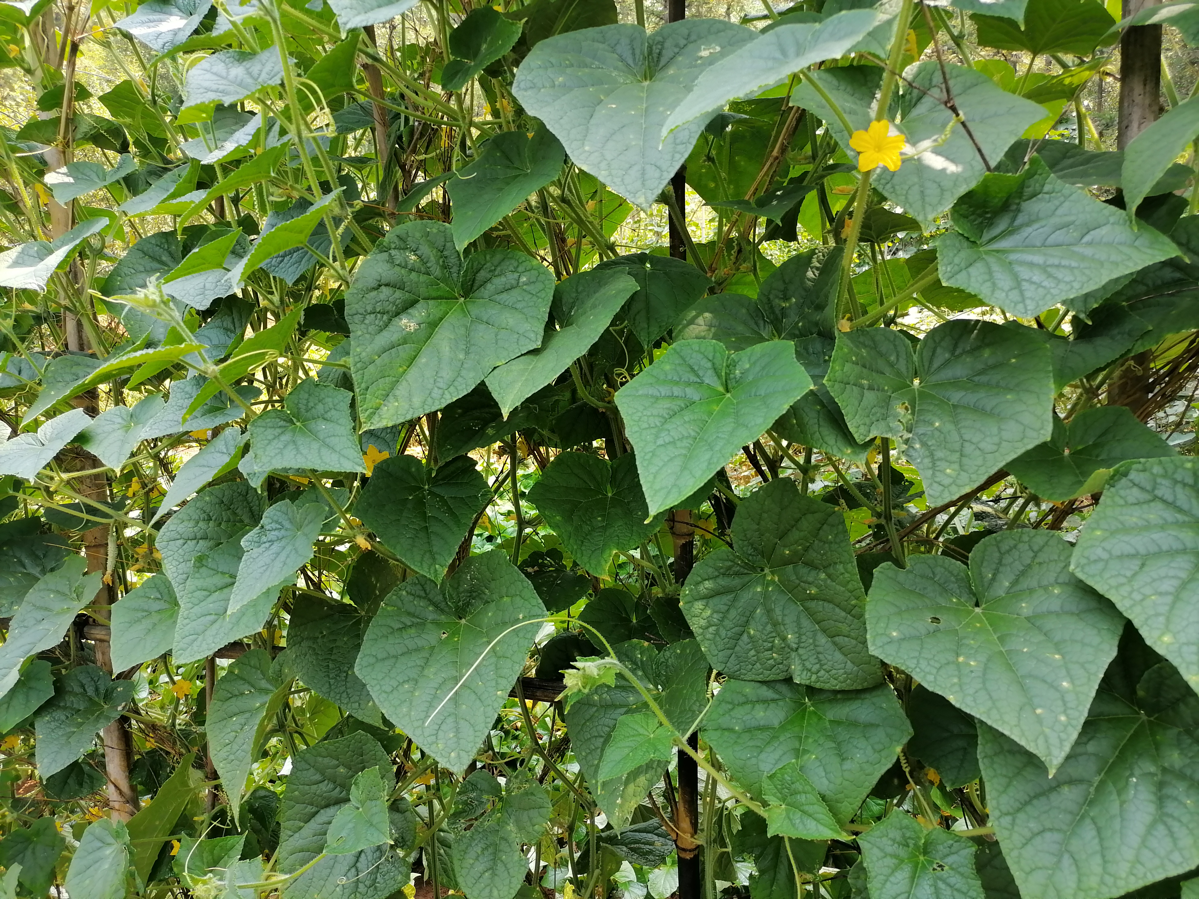 蔬菜有苦味是肥料的原因吗,瓜果蔬菜施肥时间和方法