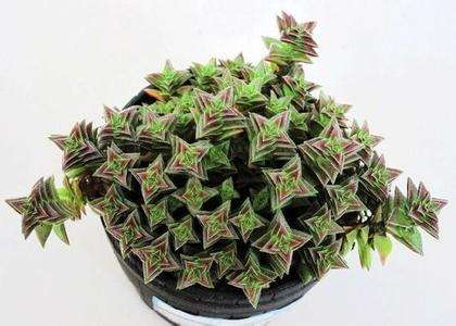 茜之塔多肉怎么扦插,常见多肉