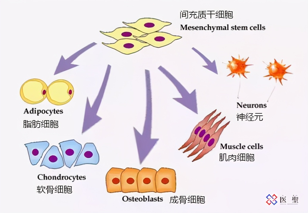 上海干细胞肾再生,干细胞再生肾最新技术