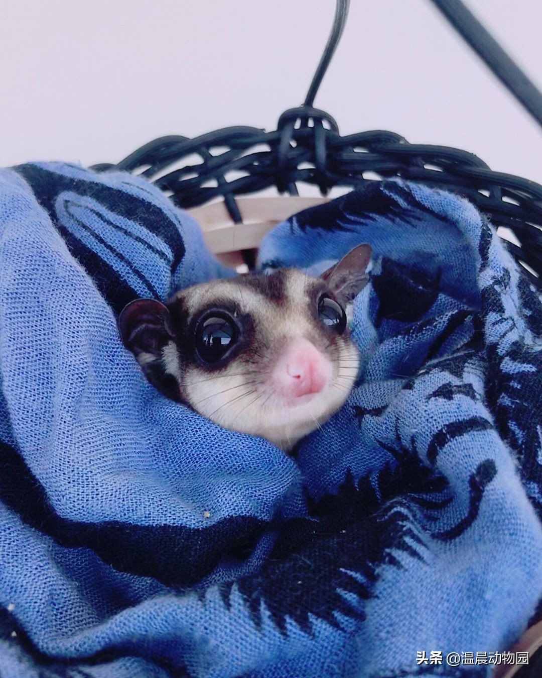 蜜袋鼯无声的叫声,小蜜袋鼯晚上叫是怎么回事