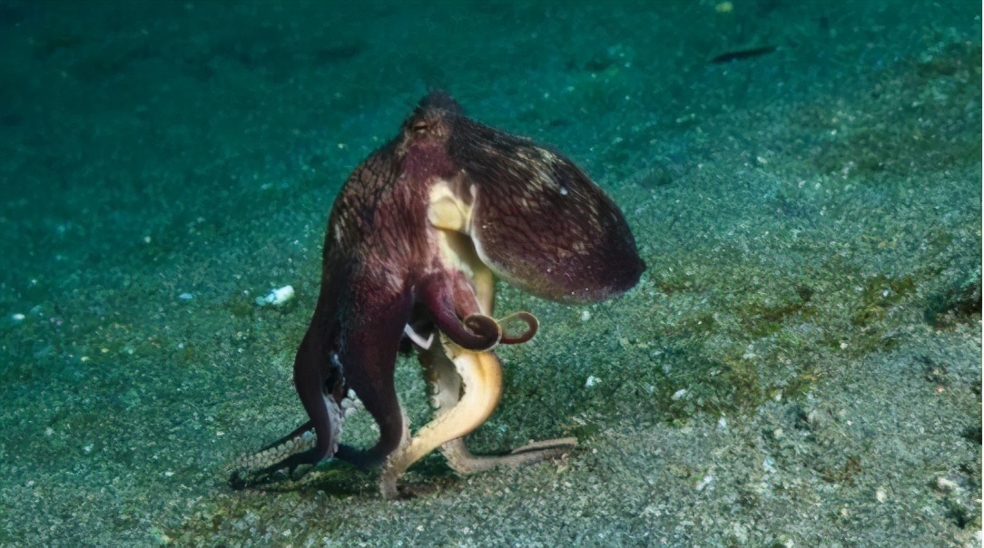 章鱼真的是外星来客吗,章鱼是不是外星生物