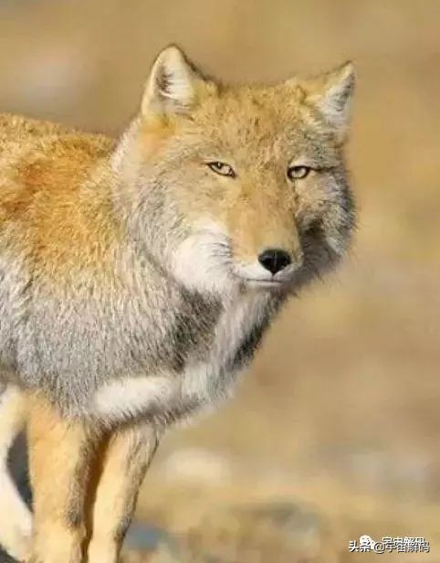 这些动物小时候太可爱简直萌化了,世界十大最受欢迎的动物