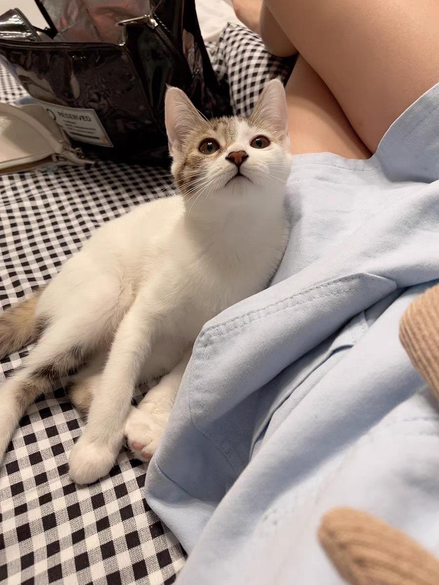 猫可以吃仓鼠饲料吗,猫可以吃鸡肉狗粮吗